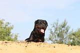 ROTTWEILER 066